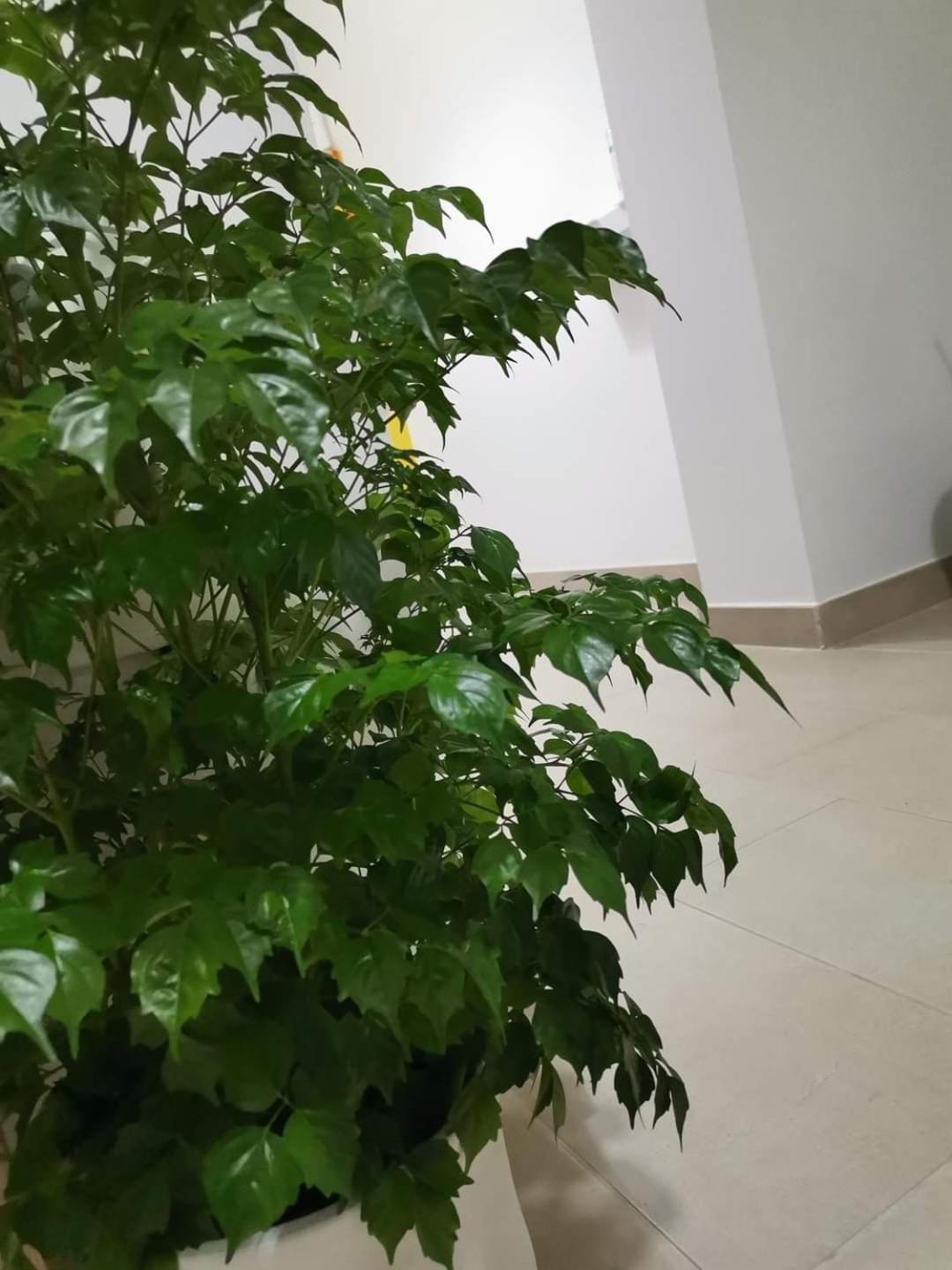 Montesarchiorooms エクステリア 写真